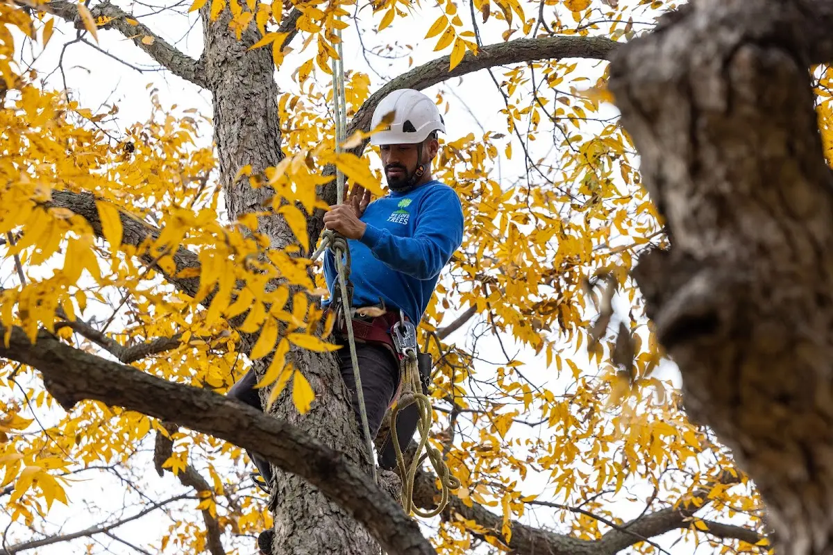 Skilled Tree Trimming crew working in Rosedale